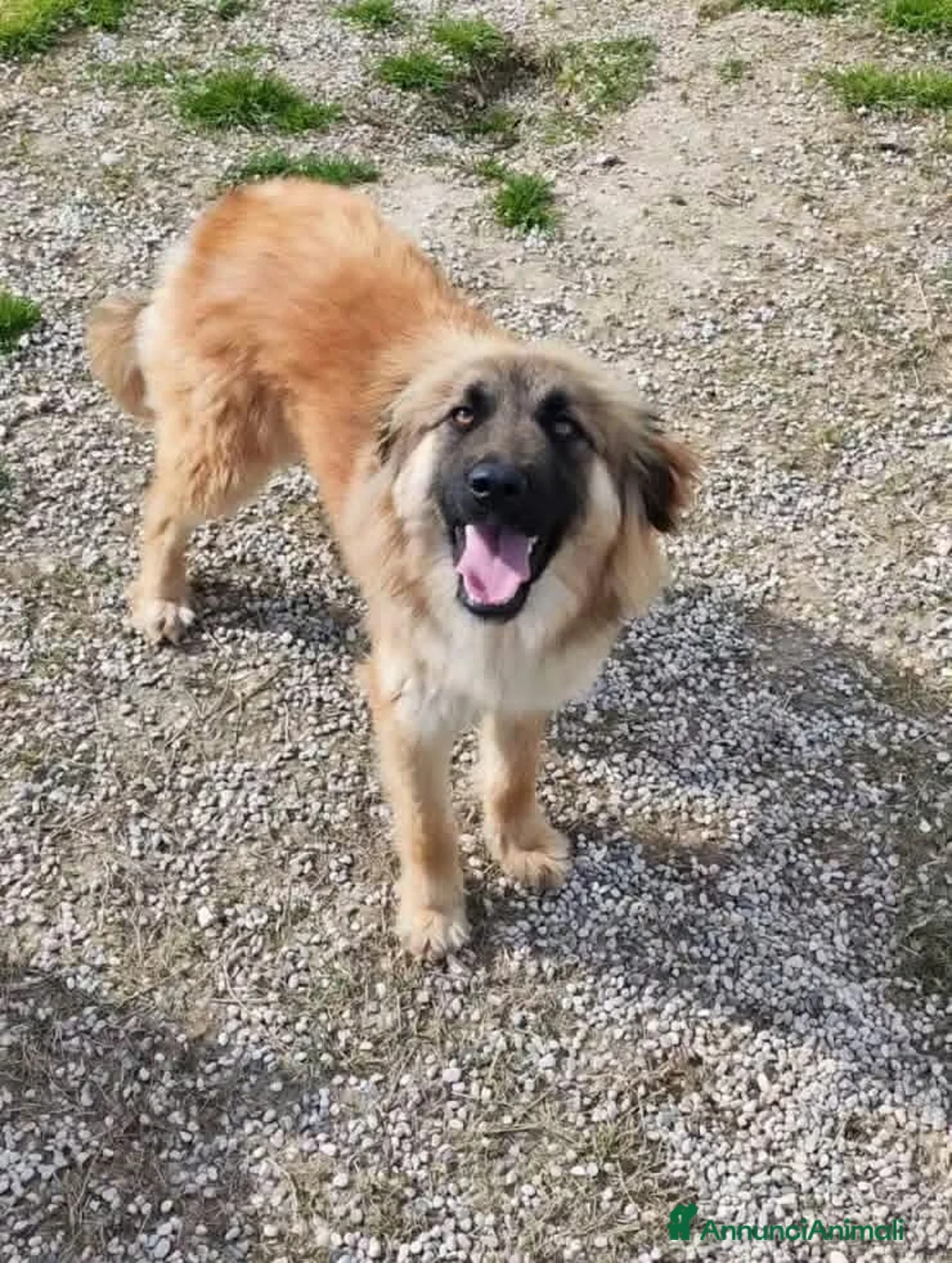 Meticcio cani in regalo: Adotta Alma - Annuncio 4