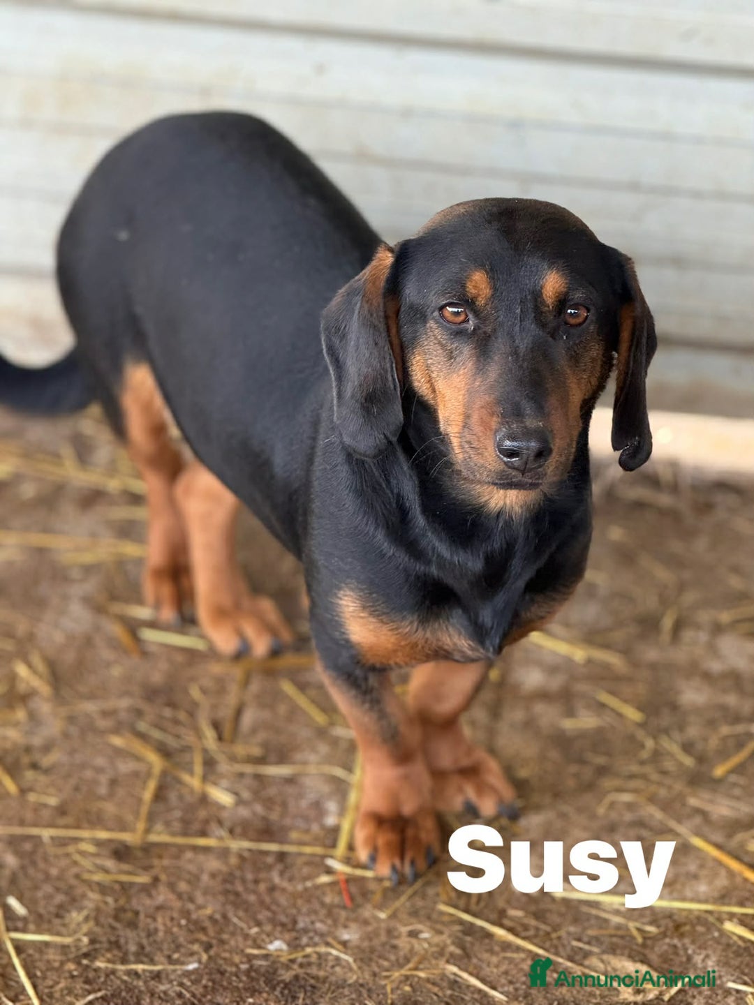 Meticcio cani in regalo: SUSY, nanetta timidona! Zampacorta. - Annuncio 7