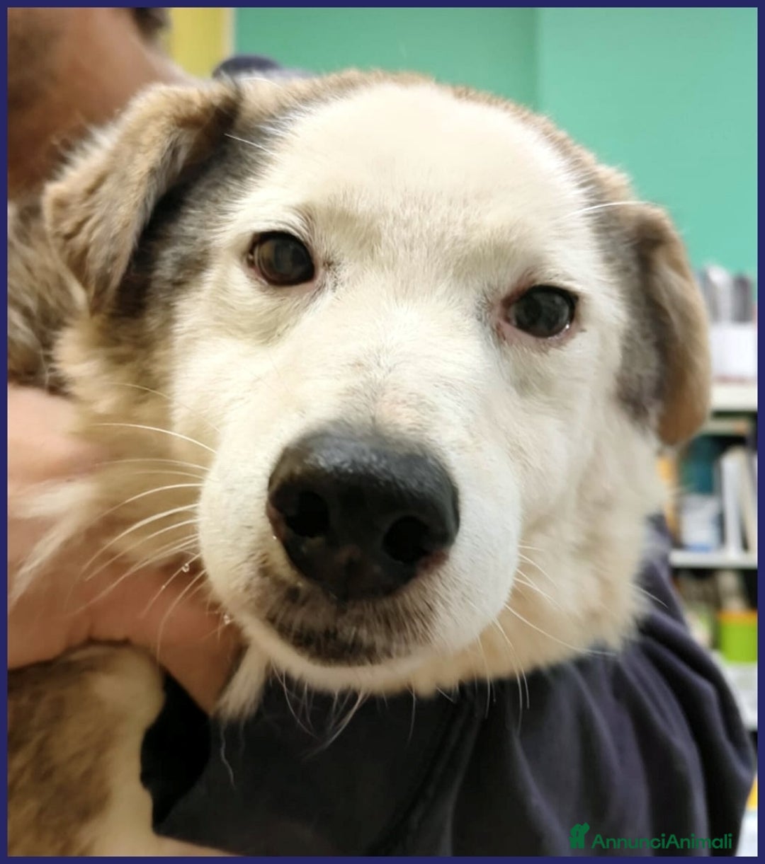 Meticcio cani in regalo: GENGIS CAN, TENERO NONNINO DI 12 ANNI TUTTI IN GAB a Città metropolitana di Milano - Annuncio 11