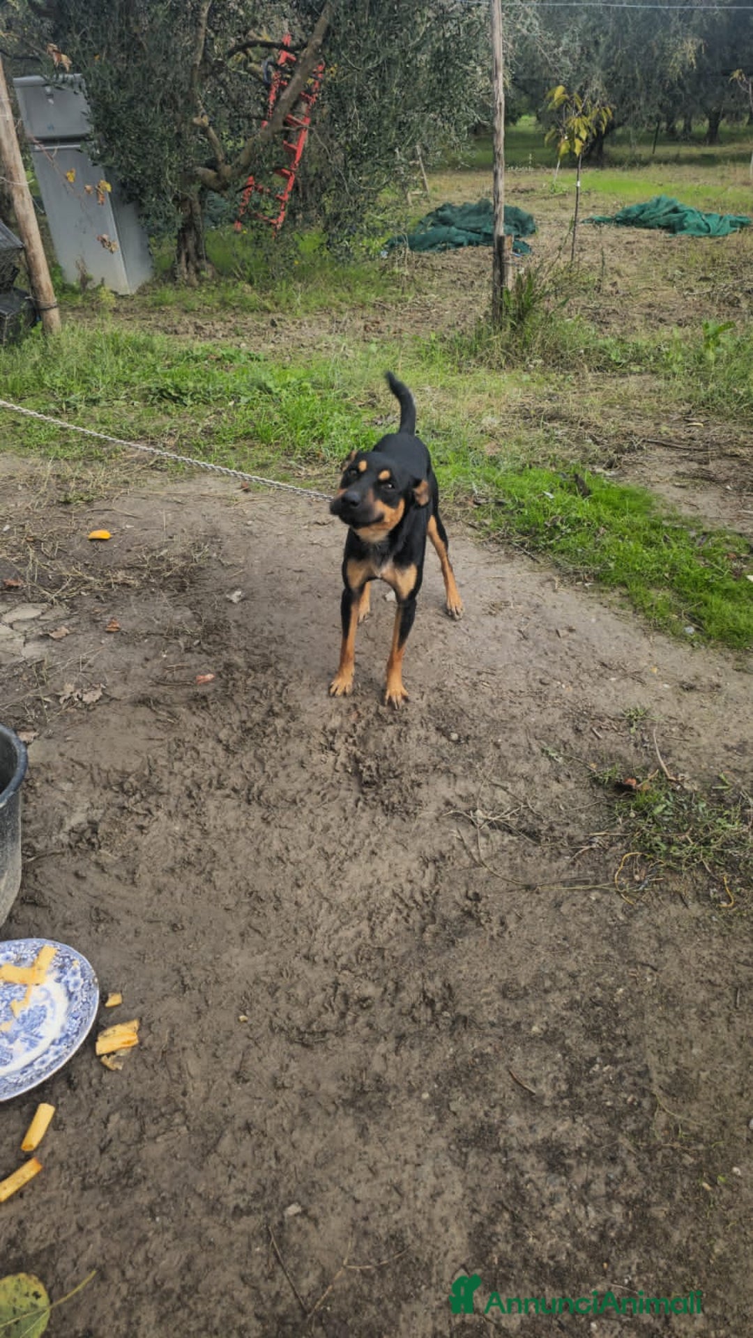 Altre razze cani in regalo: coco  - Annuncio 3