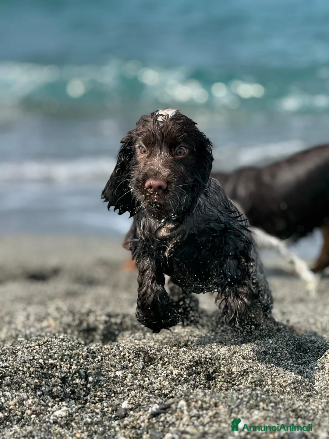 Cocker cani in vendita: Prenotazioni cuccioli di English Cocker Spaniel  a Provincia di Cosenza - Annuncio 30
