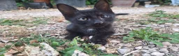 Altre razze gatti in regalo: Regalo gattini - Annuncio 3