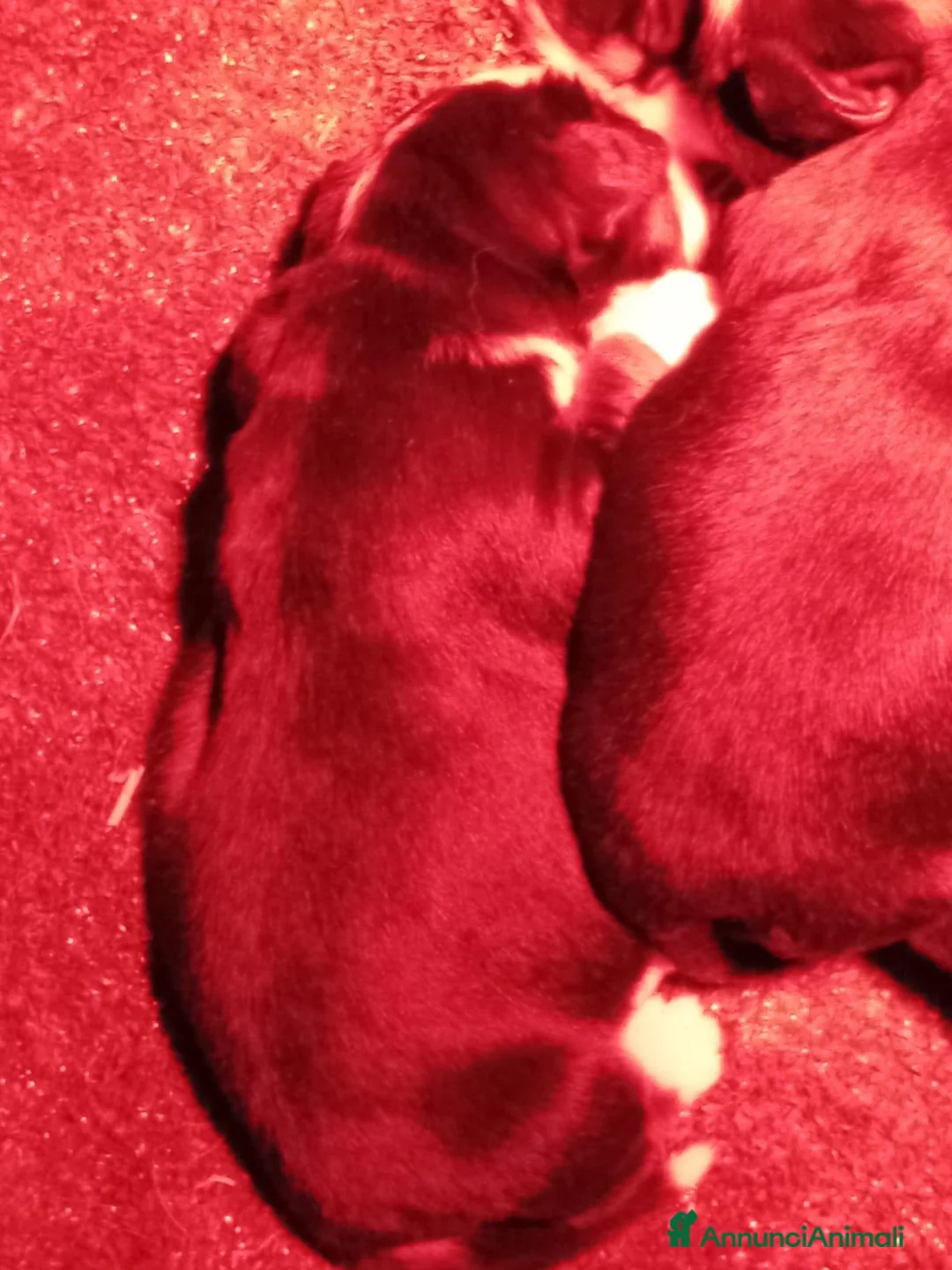 Bovaro del Bernese cani in vendita: Cuccioli bovaro del bernese - Annuncio 3
