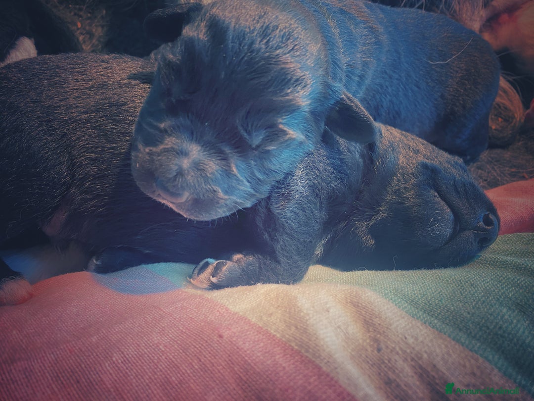 Border Collie cani in regalo: Cuccioli incrocio Border collie - in adozione  - Annuncio 4