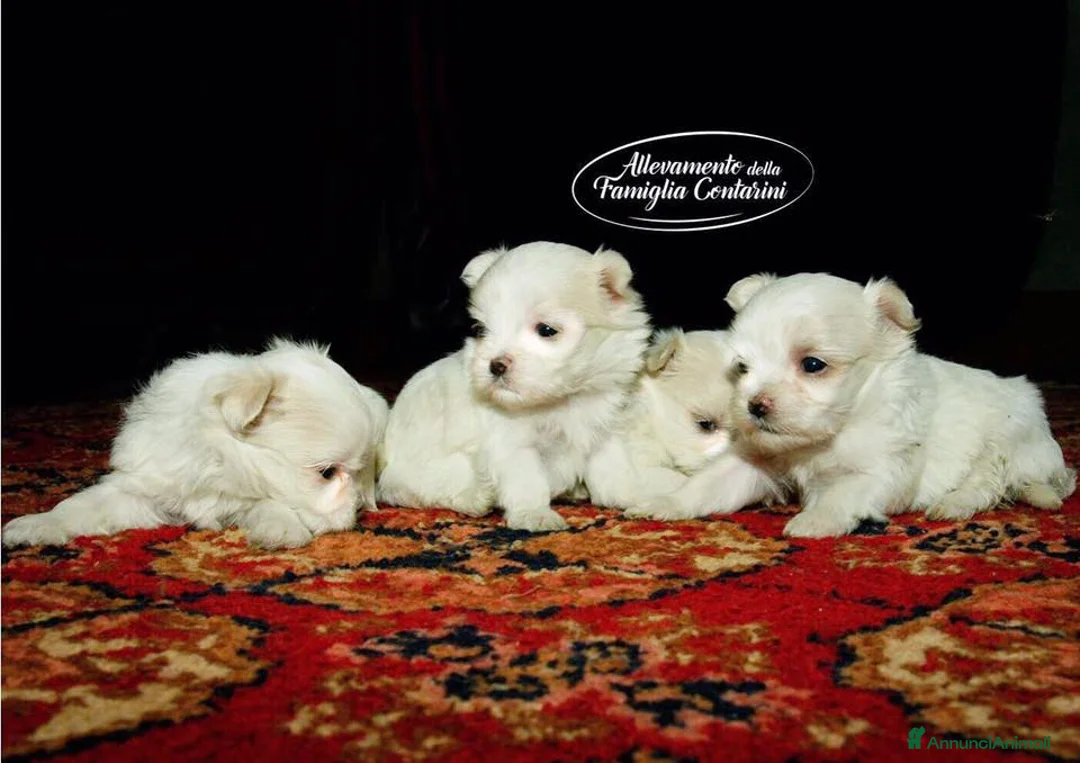 Maltese cani in vendita: Maltesi cuccioli con pedigree ENCI a Provincia di Verona - Annuncio 4