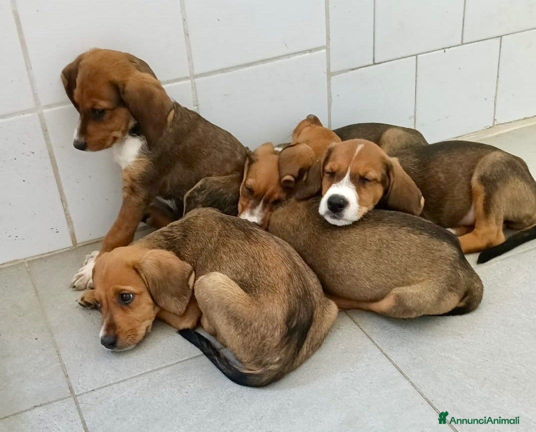Meticcio cani Cucciole femmine taglia medio contenuta - Annuncio 1