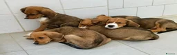 Meticcio cani in regalo: Cucciole femmine taglia medio contenuta - Annuncio 1
