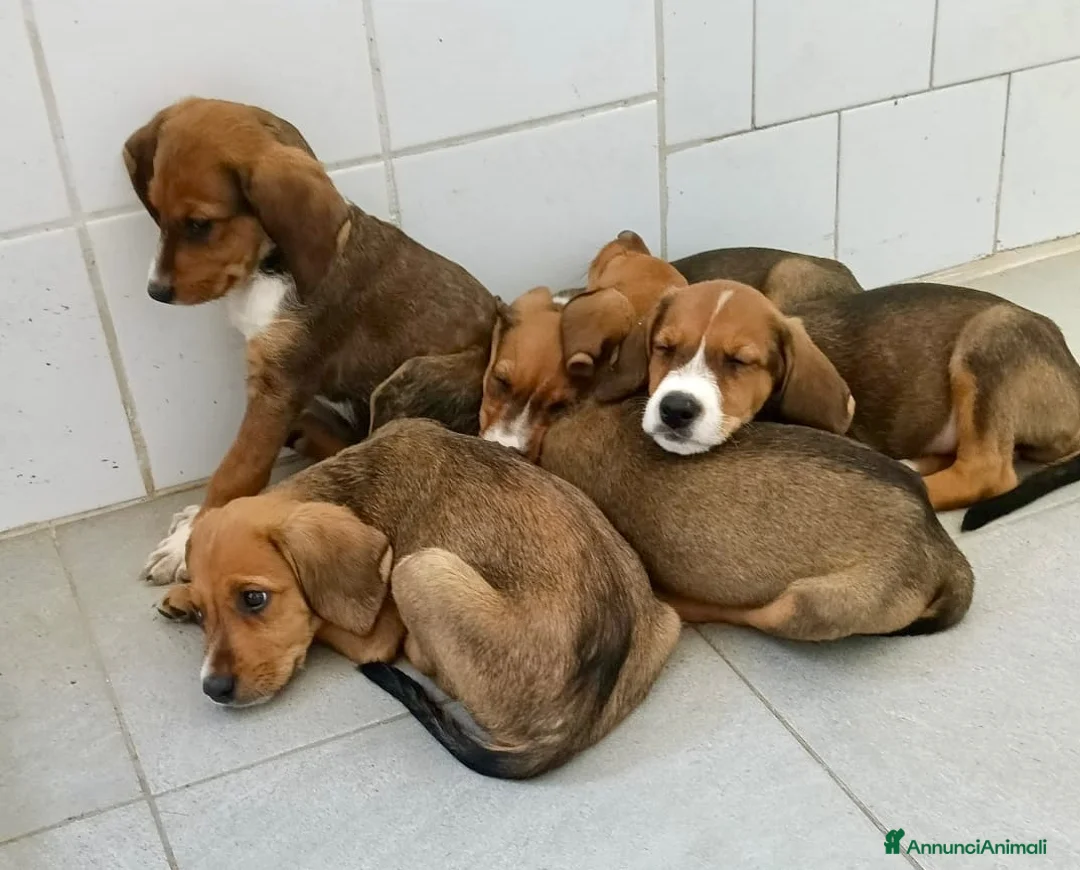 Meticcio cani in regalo: Cucciole femmine taglia medio contenuta - Annuncio 1