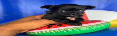 Chihuahua 2