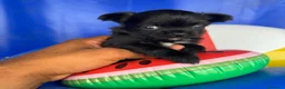 Chihuahua cani in vendita: 2 maschi e 2 femmine chihuahua con pedigree enci  - Annuncio 4