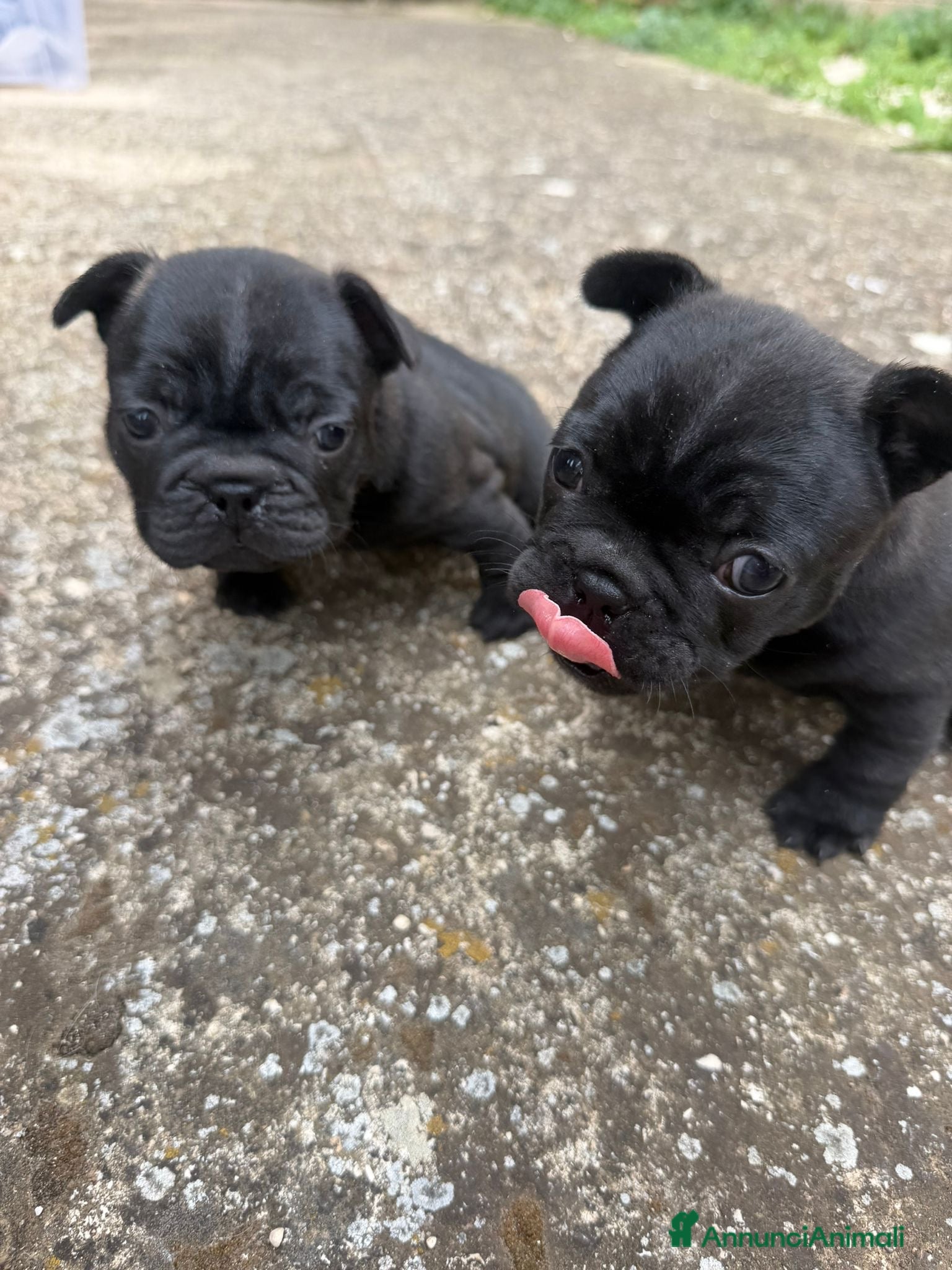 Bulldog Francese cani bulldog francese cani bulldogue  - Annuncio 1