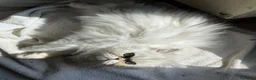 Persiano gatti in vendita: Persiana Chincilla con pedigree - Annuncio 2