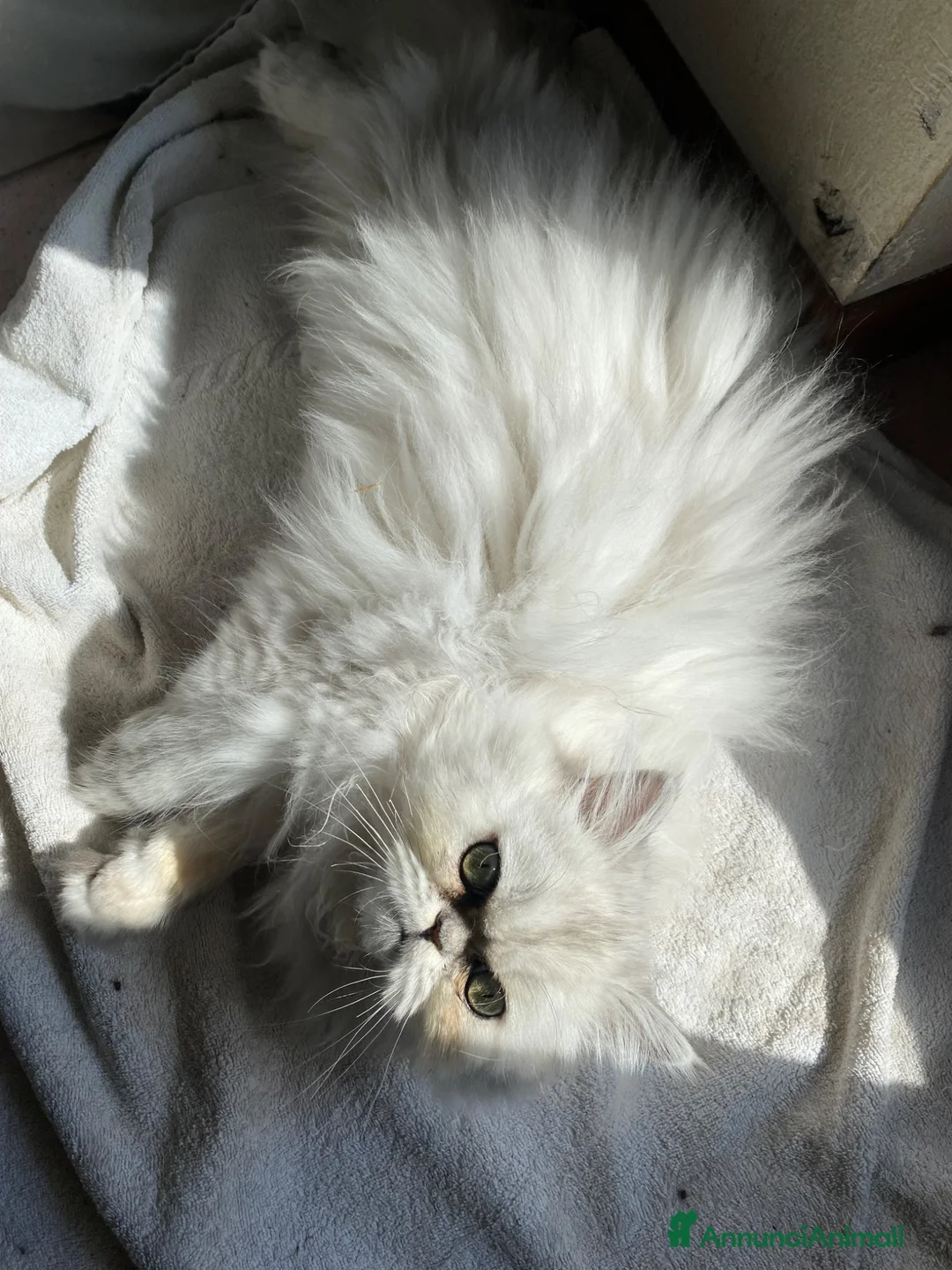 Persiano gatti in vendita: Persiana Chincilla con pedigree - Annuncio 2