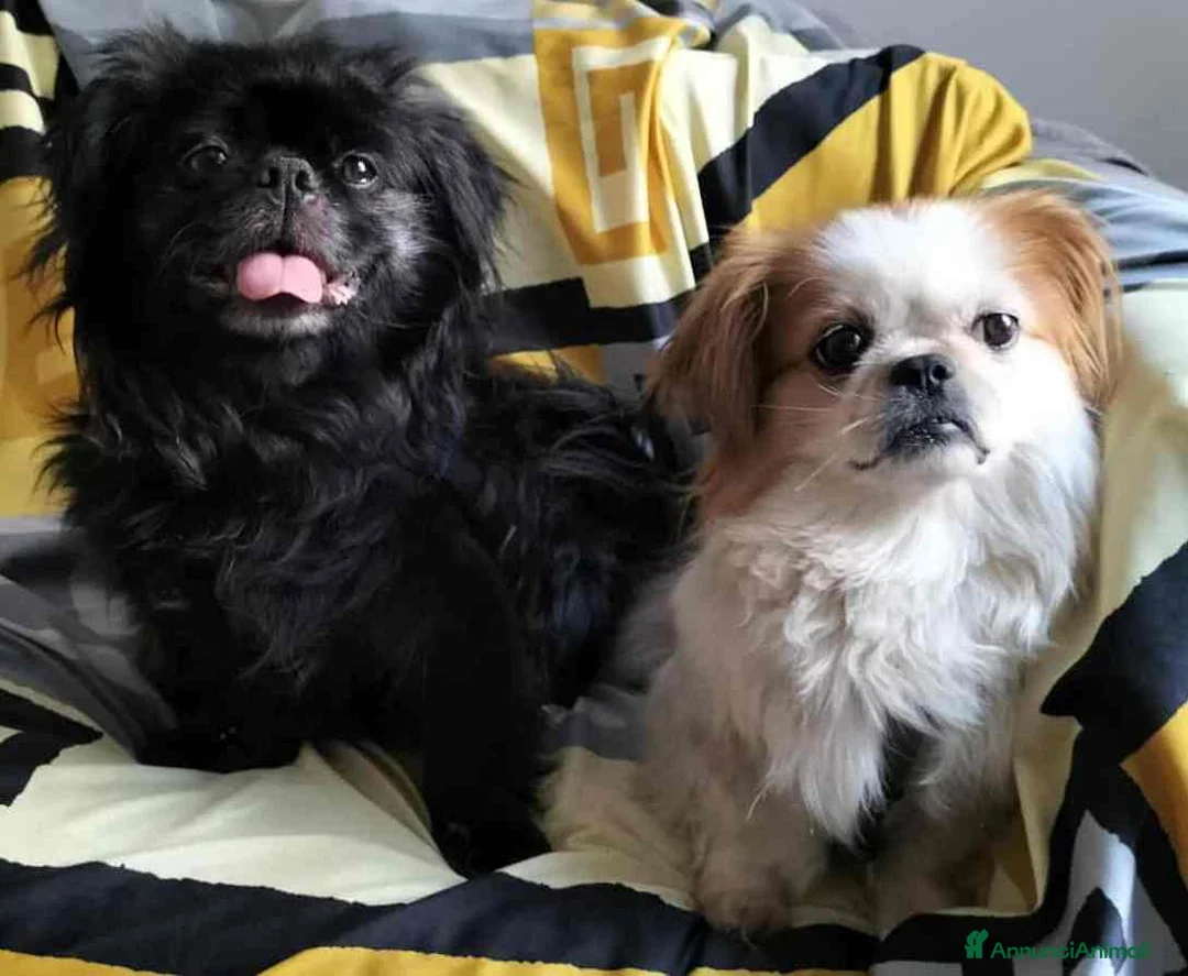 Pechinese cani in regalo: BRAD e ANGELINA, piccoli PECHINESI cercano casa! - Annuncio 2