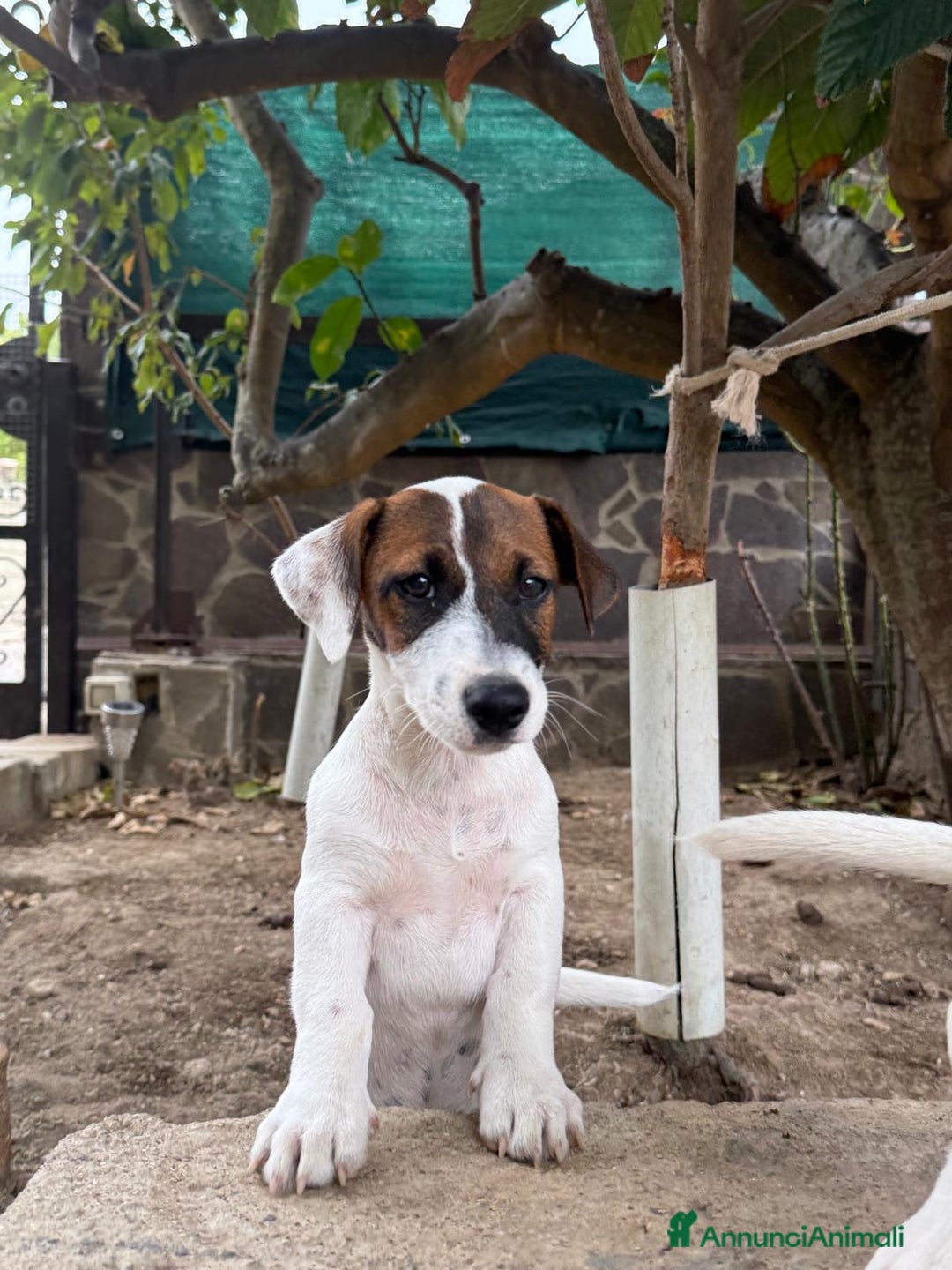 Jack Russell cani in vendita: Vendo cuccioli jack Russell con pedigree  - Annuncio 4