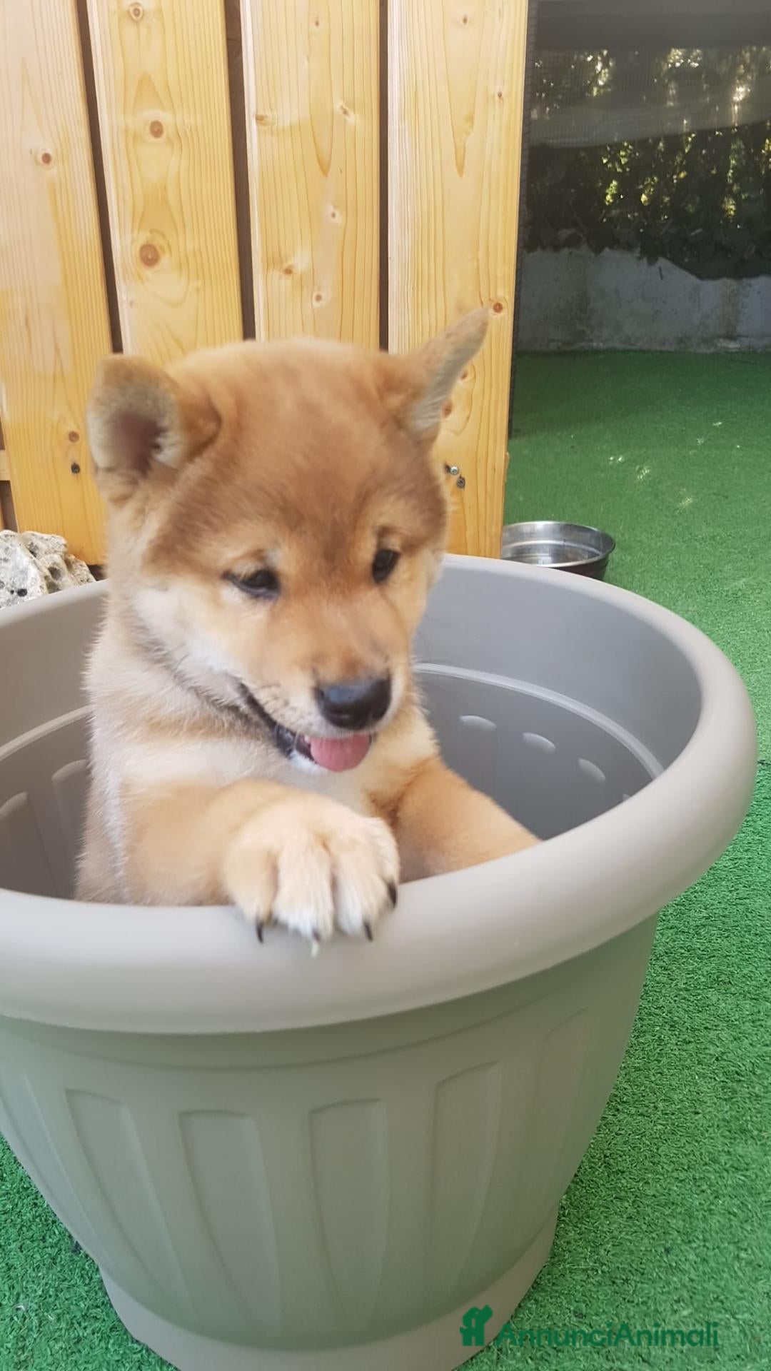 Shiba Inu cani Cuccioli shiba inu con pedigree ENCI  - Annuncio 32