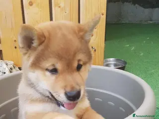 Shiba Inu cani Cuccioli shiba inu con pedigree ENCI - Annuncio 32