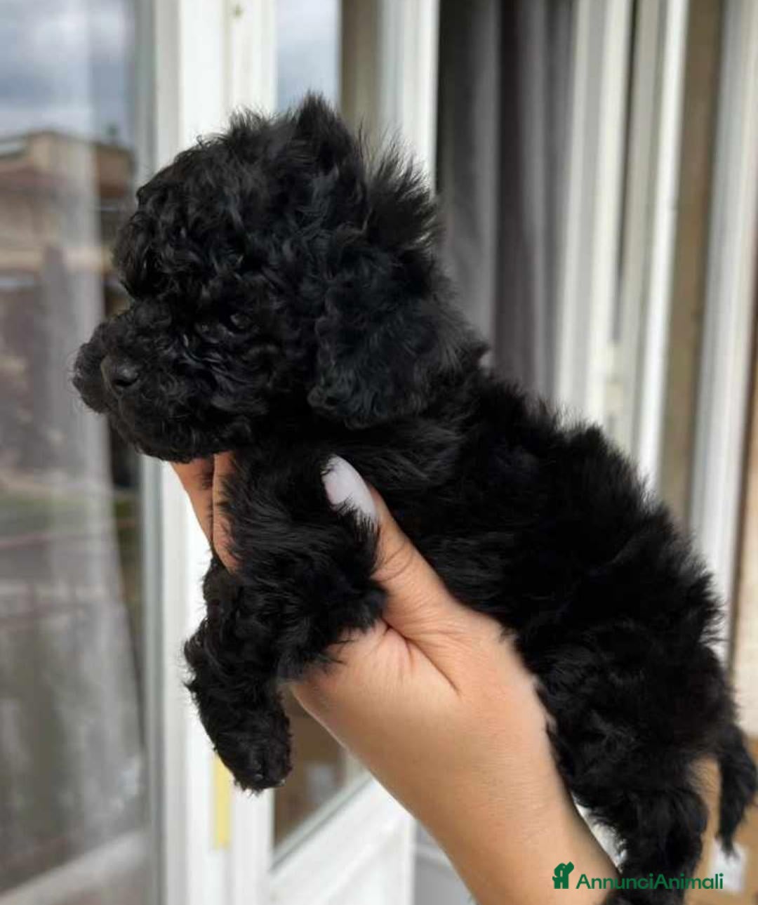Barboncino Toy cani Barboncino Nero  - Annuncio 10