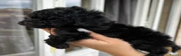 Barboncino Toy cani in vendita: Barboncino Toy Nero  - Annuncio 5