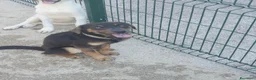 Meticcio cani in regalo: SPINO - Annuncio 14