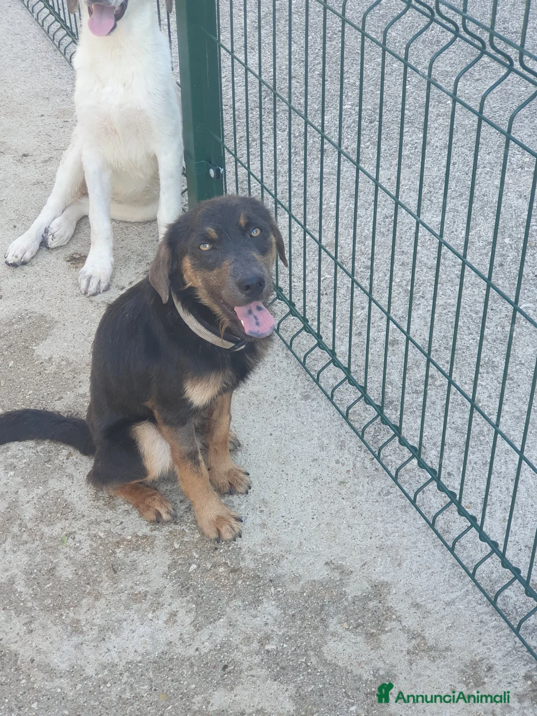 Meticcio cani in regalo: SPINO - Annuncio 14