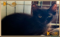 Europeo gatti in regalo: NERINO UN AMORE DI MICINO - Immagine 3