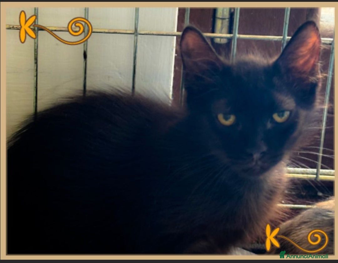 Europeo gatti in regalo: NERINO UN AMORE DI MICINO - Immagine 3