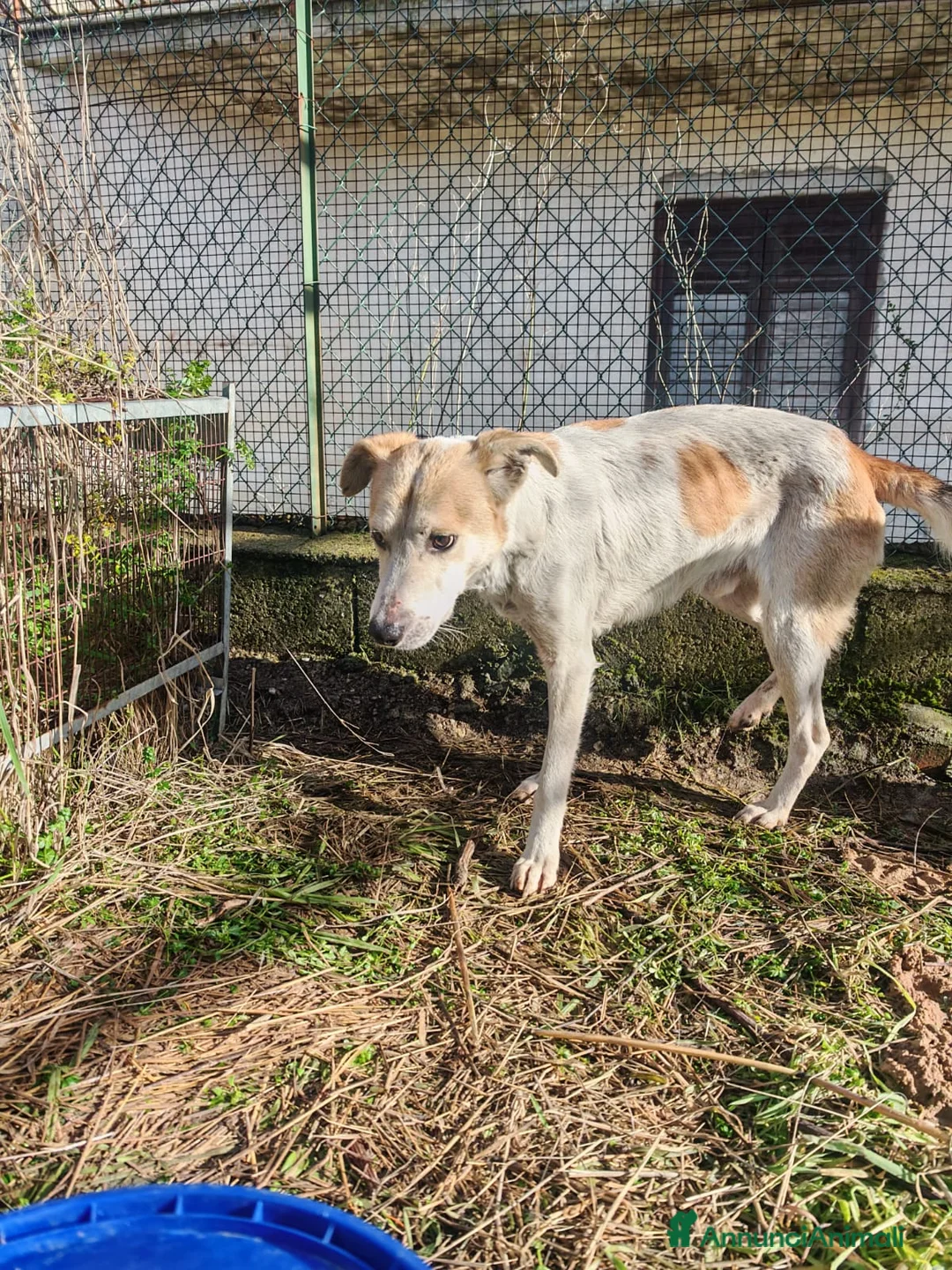 Meticcio cani in regalo: Gerry: equilibrato, docile, socievole  - Annuncio 3