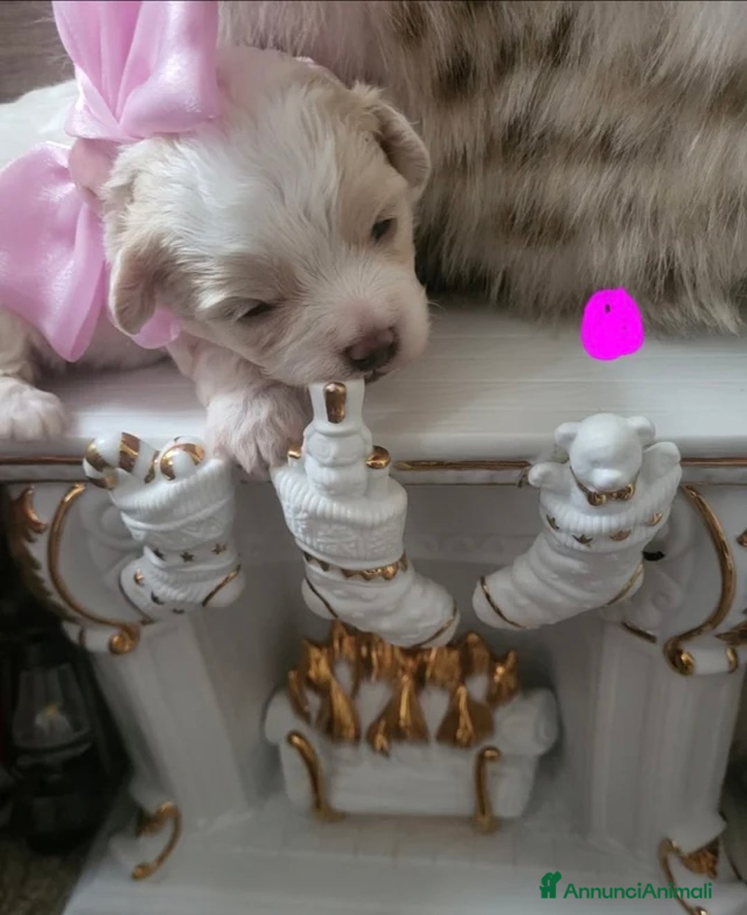 Meticcio cani in vendita: Cuccioli Toy Maltipoo - Annuncio 11