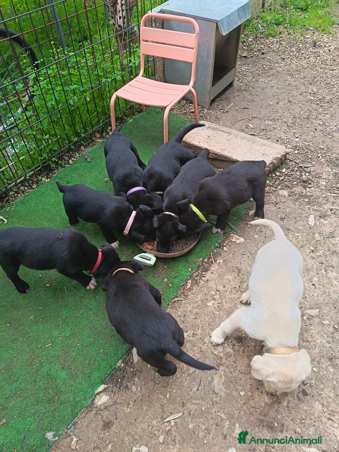 Meticcio cani in vendita: Cuccioli di Borador (Border Collie labrador) - Annuncio 2