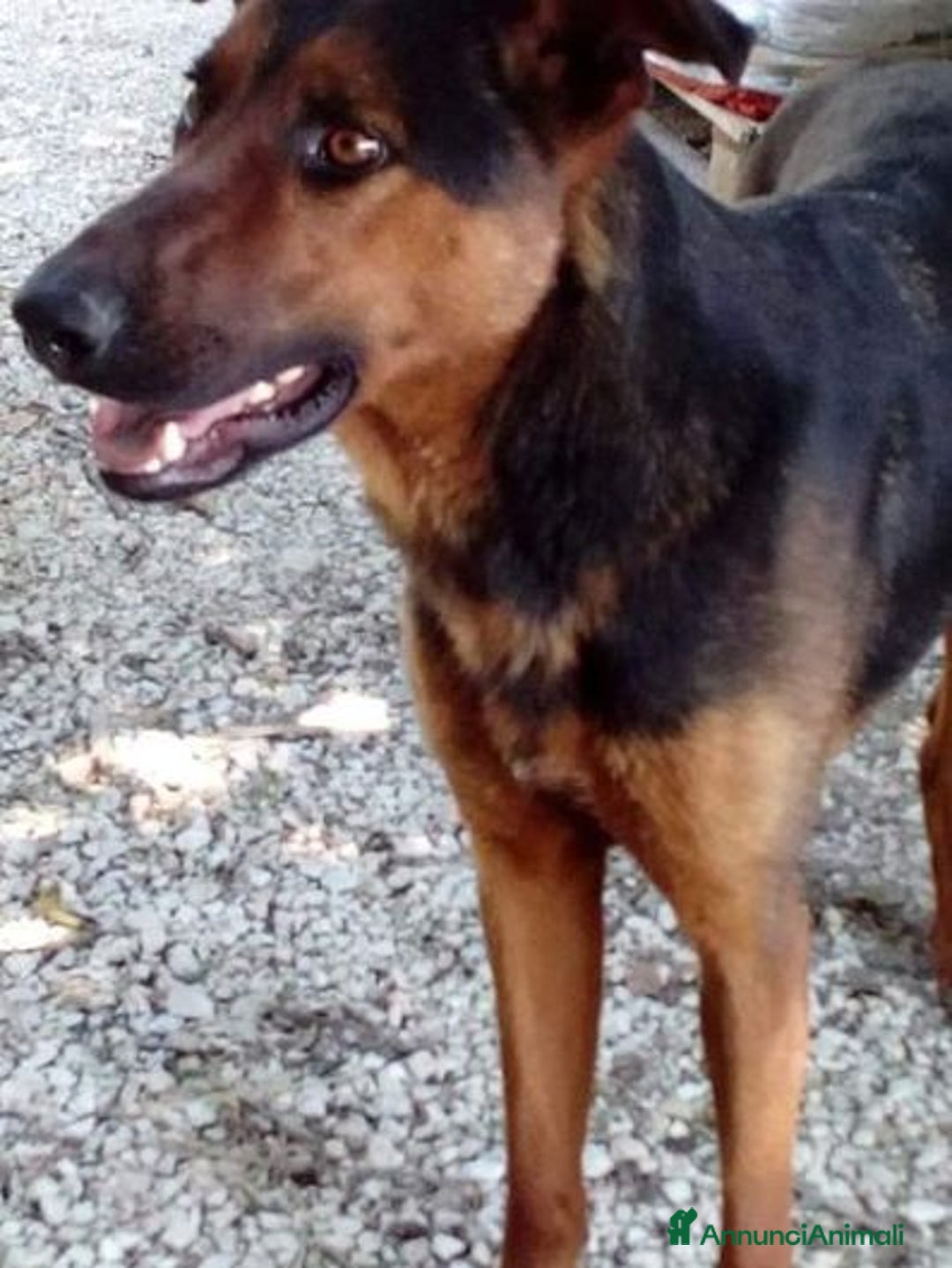 Meticcio cani in regalo: HUBERT 4anni buono con tutti !Adora i bambini  - Annuncio 1