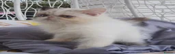 Persiano gatti in vendita: Femmina di persiano  - Annuncio 9