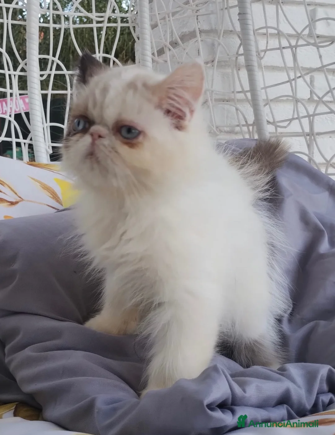 Persiano gatti in vendita: Femmina di persiano  - Annuncio 9