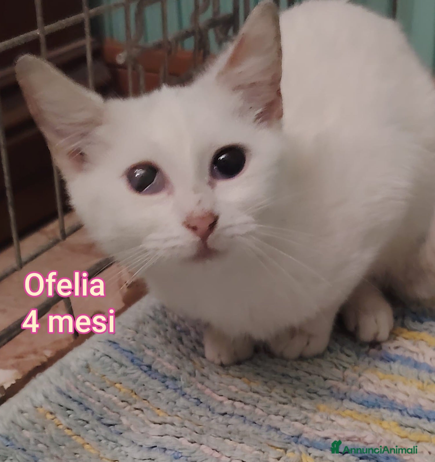 Altre razze gatti SERVONO ADOZIONI PER SALVARLI  - Annuncio 8