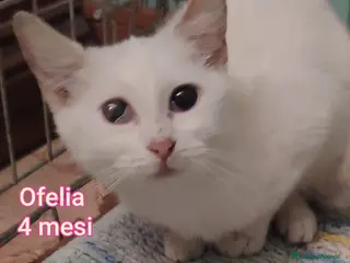 Altre razze gatti SERVONO ADOZIONI PER SALVARLI - Annuncio 12