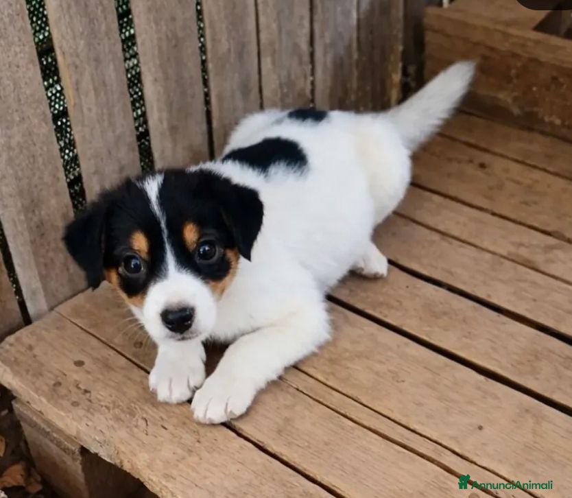 Meticcio cani Tom! ( 25kg-2 mesi)  - Annuncio 25