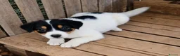 Meticcio cani in regalo: Tom! ( 25kg-2 mesi)  - Annuncio 1