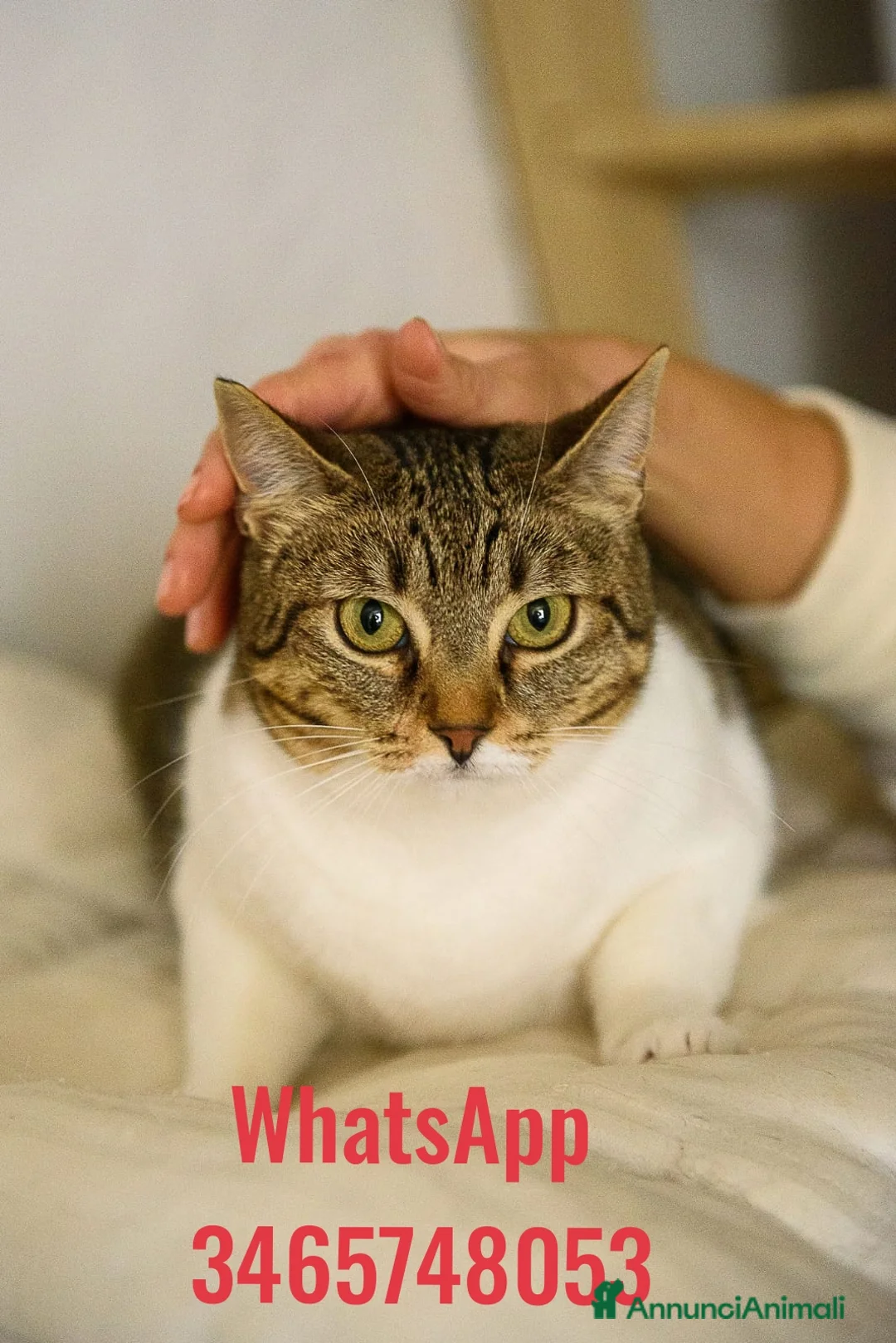 Europeo gatti in regalo: Luz e Blanca, una mamma e la sua piccola ombra - Annuncio 3