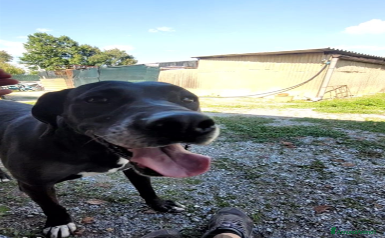 Labrador cani a Città metropolitana di Milano - Annuncio 8