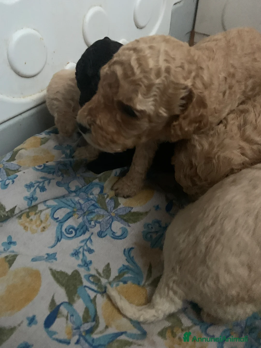 Barboncino cani in vendita: Splendida cucciolata di barboncini nani - Annuncio 2