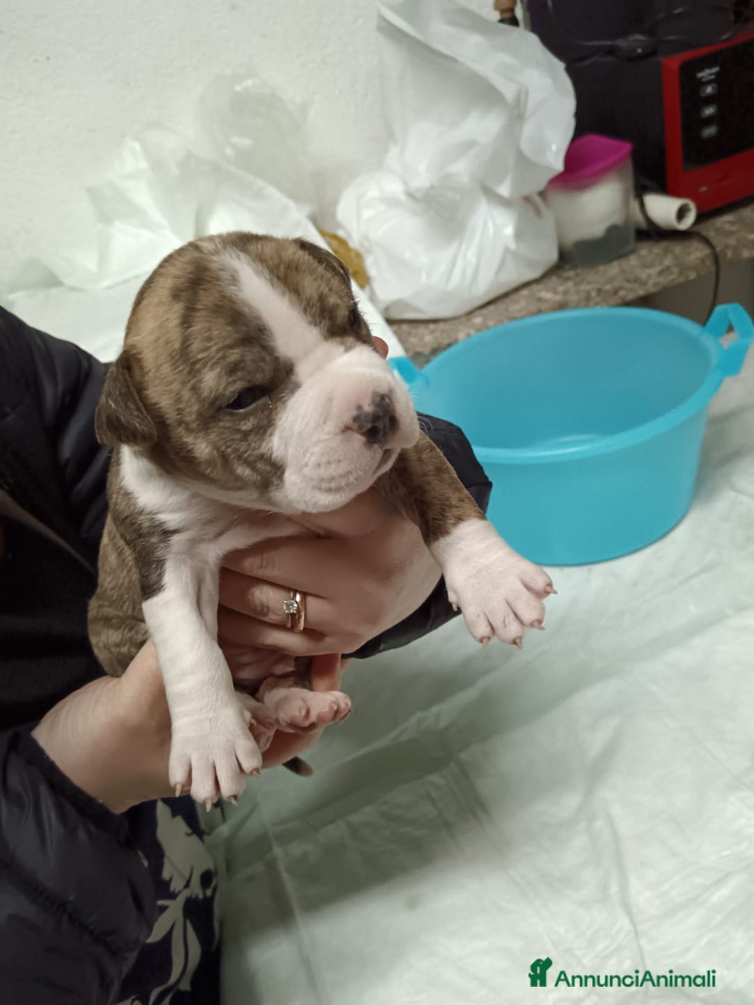 American Staffordshire cani in vendita: America Staffordshire terrier - Annuncio 15