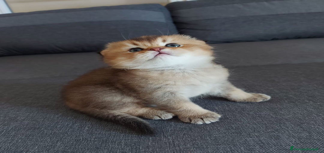 Immagine della galleria {{count}}