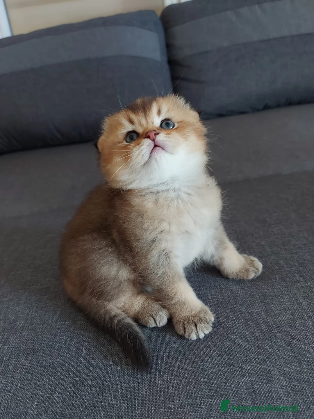 Immagine della galleria {{count}}