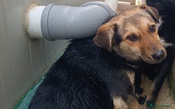 Meticcio cani in regalo: Andrea: 1anno taglia contenuta timido dolce  a Città Metropolitana di Genova - Immagine 4