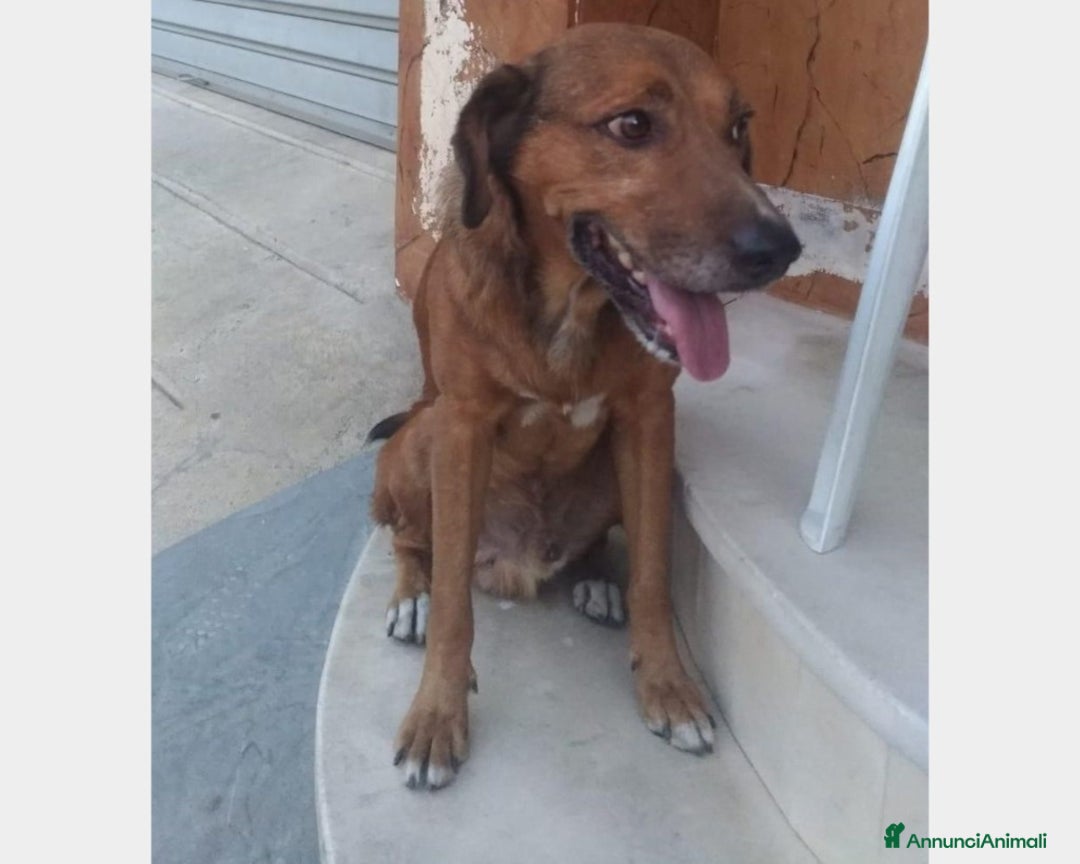 Meticcio cani in regalo: ENDY cagnolino buonissimo cerca casa a Roma - Annuncio 3