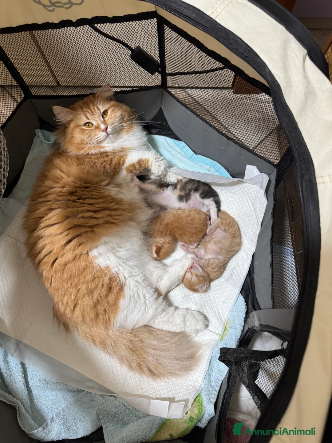 Siberiano gatti in vendita: Splendidi cuccioli siberiani Hypoallergenic  - Annuncio 1