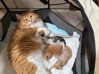 Siberiano gatti Splendidi cuccioli siberiani Hypoallergenic - Annuncio 28