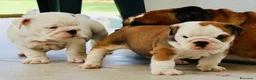 Bulldog cani in vendita: Cuccioli Bulldog Inglese con Pedigree - Annuncio 2