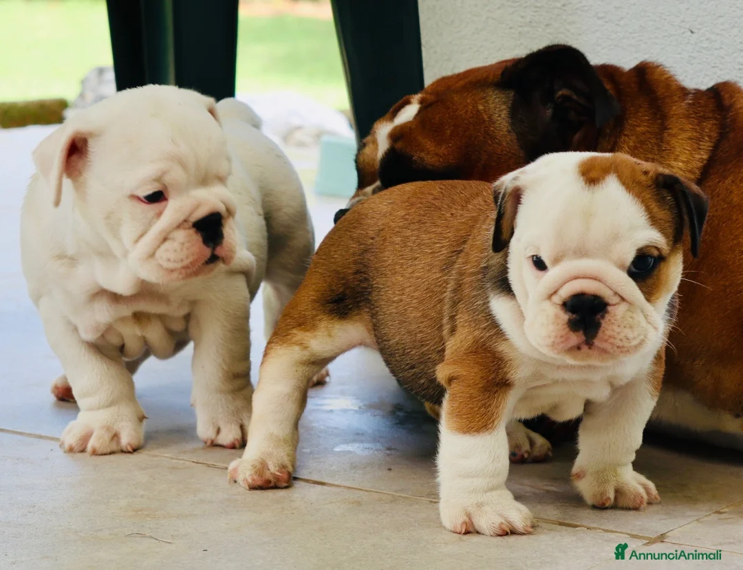 Bulldog cani in vendita: Cuccioli Bulldog Inglese con Pedigree - Annuncio 2