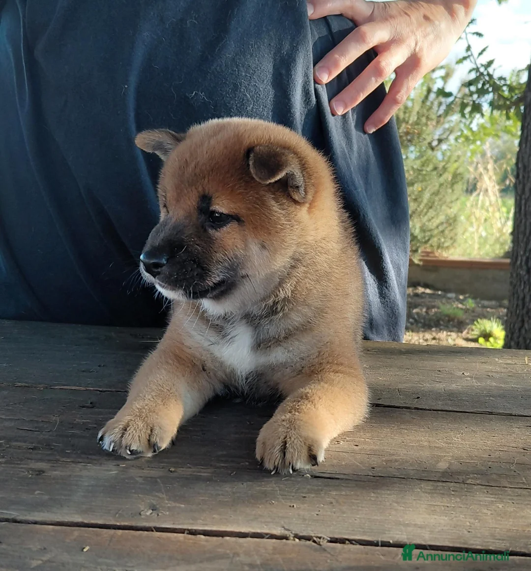 Shiba Inu cani in vendita: Cucciolo Shiba Inu - Annuncio 2